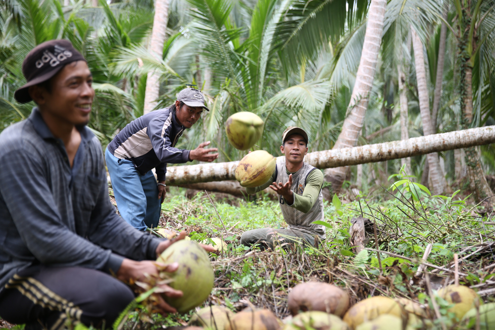 petani kelapa Yogyakarta